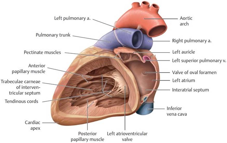 Mediastinum Anatomy An Essential Textbook 1st Ed Mediastinum Anatomy An Essential Textbook 1st Ed