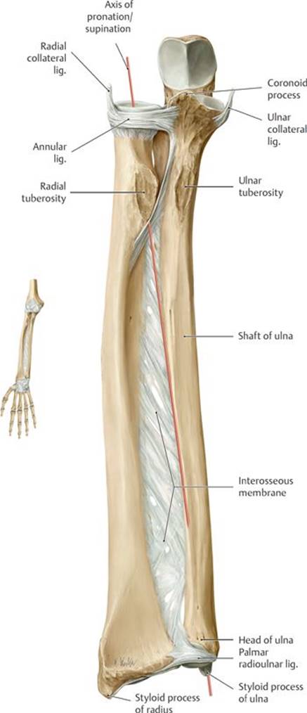 Functional Anatomy of the Upper Limb - Anatomy: An Essential Textbook ...