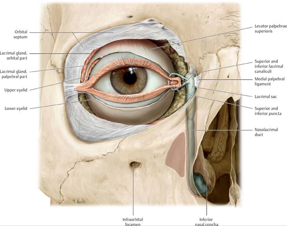 The Eye and Ear - Anatomy: An Essential Textbook, 1st ed.