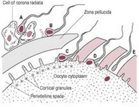 B978070203489300023X/f06-03-9780702034893.jpg is missing