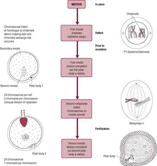 B978070203489300023X/f06-04-9780702034893.jpg is missing