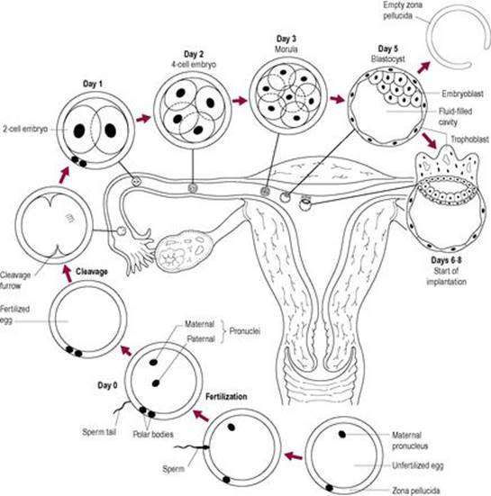 B978070203489300023X/f06-05-9780702034893.jpg is missing