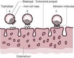 B9780702034893000253/f08-01-9780702034893.jpg is missing