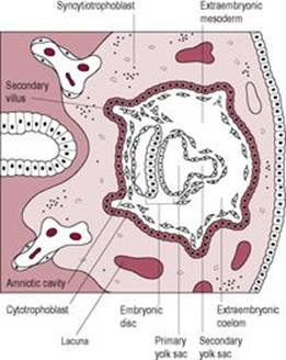 B9780702034893000253/f08-05-9780702034893.jpg is missing