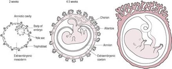 B9780702034893000253/f08-10-9780702034893.jpg is missing