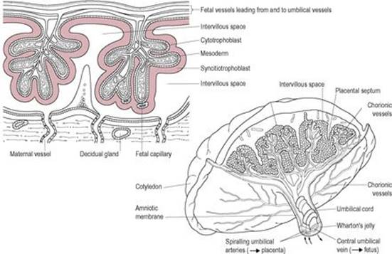B9780702034893000253/f08-13-9780702034893.jpg is missing