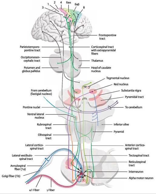 Extrapyramidal System Anatomy And Clinical Importance Kenhub