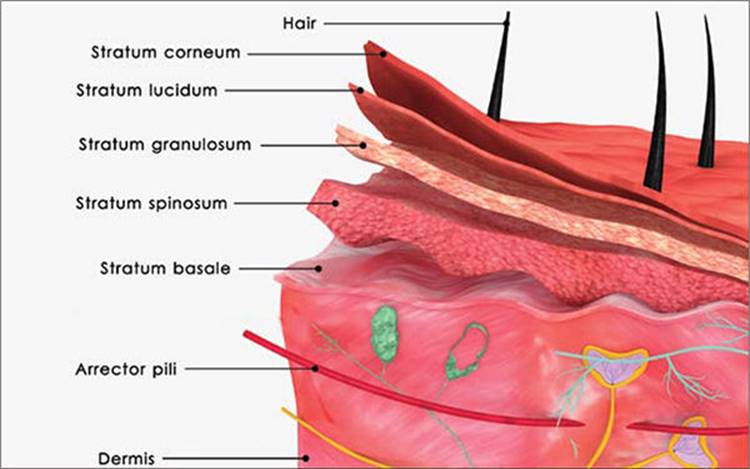 SKIN, HAIR, AND NAILS - Anatomy 101: From Muscles and Bones to Organs ...