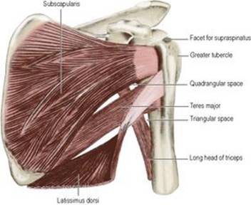 B978070203395700002X/f02-09-9780702033957.jpg is missing