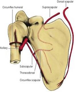 B978070203395700002X/f02-10-9780702033957.jpg is missing