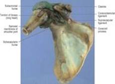 B978070203395700002X/f02-11-9780702033957.jpg is missing