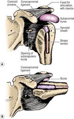 B978070203395700002X/f02-12-9780702033957.jpg is missing