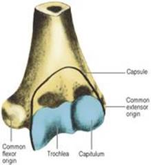 B978070203395700002X/f02-24-9780702033957.jpg is missing