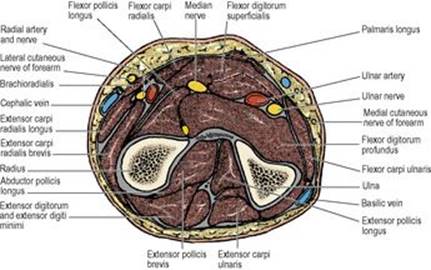 B978070203395700002X/f02-28-9780702033957.jpg is missing