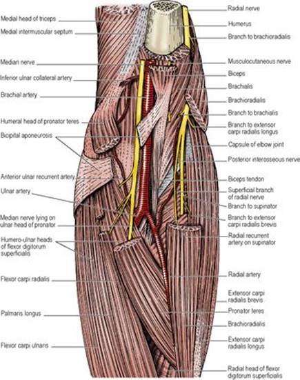 B978070203395700002X/f02-29-9780702033957.jpg is missing