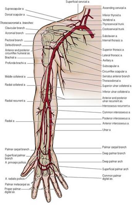 B978070203395700002X/f02-31-9780702033957.jpg is missing