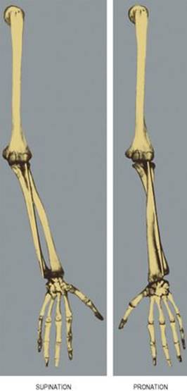 B978070203395700002X/f02-32-9780702033957.jpg is missing