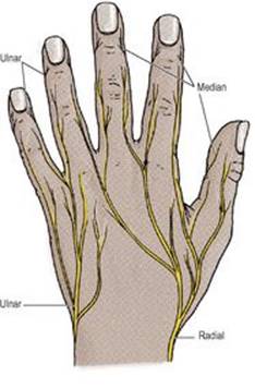 B978070203395700002X/f02-36-9780702033957.jpg is missing