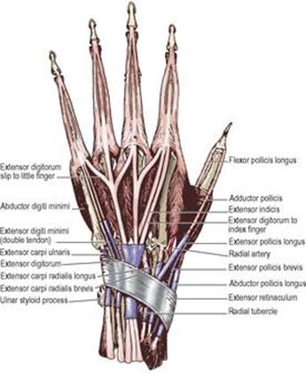 B978070203395700002X/f02-37-9780702033957.jpg is missing