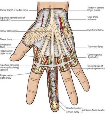 B978070203395700002X/f02-38-9780702033957.jpg is missing