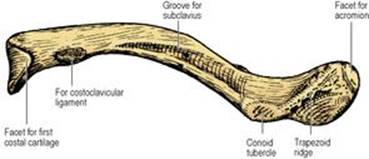 B978070203395700002X/f02-51-9780702033957.jpg is missing