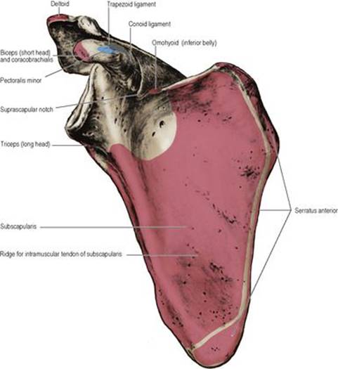 B978070203395700002X/f02-52-9780702033957.jpg is missing