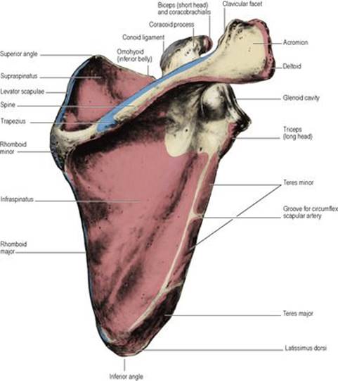 B978070203395700002X/f02-53-9780702033957.jpg is missing