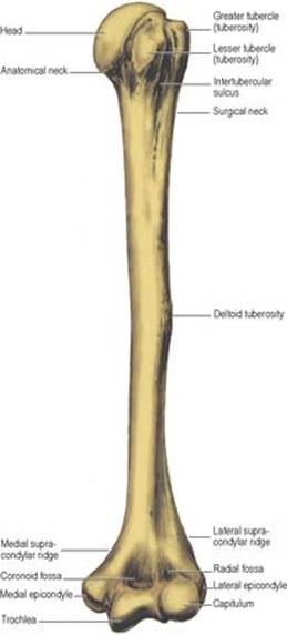 B978070203395700002X/f02-54-9780702033957.jpg is missing