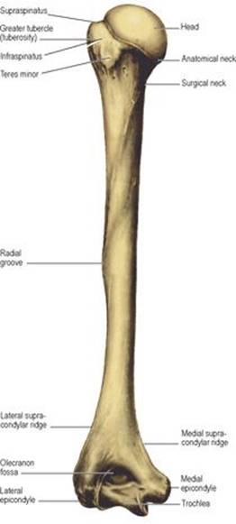 B978070203395700002X/f02-55-9780702033957.jpg is missing