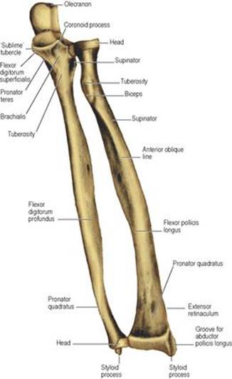 B978070203395700002X/f02-56-9780702033957.jpg is missing