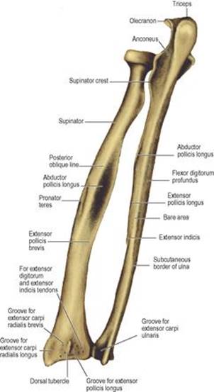 B978070203395700002X/f02-57-9780702033957.jpg is missing
