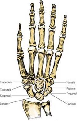 B978070203395700002X/f02-58-9780702033957.jpg is missing