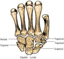 B978070203395700002X/f02-59-9780702033957.jpg is missing