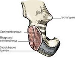 B9780702033957000031/f03-16-9780702033957.jpg is missing