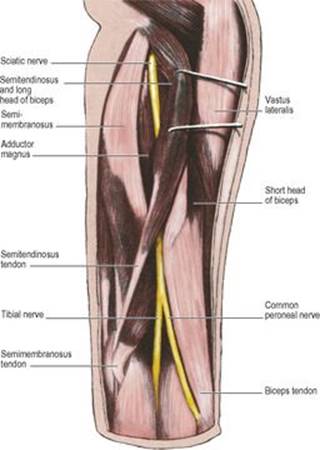 B9780702033957000031/f03-17-9780702033957.jpg is missing