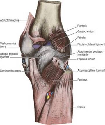 B9780702033957000031/f03-19-9780702033957.jpg is missing