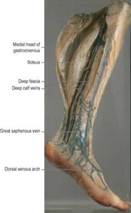 B9780702033957000031/f03-30-9780702033957.jpg is missing