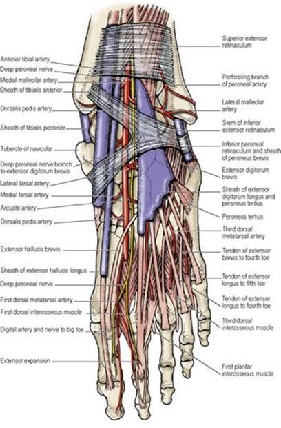 B9780702033957000031/f03-32-9780702033957.jpg is missing