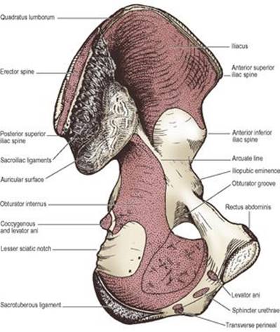 B9780702033957000031/f03-49-9780702033957.jpg is missing