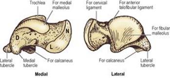 B9780702033957000031/f03-56-9780702033957.jpg is missing