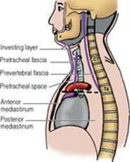 B9780702033957000043/f04-09-9780702033957.jpg is missing