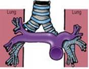 B9780702033957000043/f04-29-9780702033957.jpg is missing