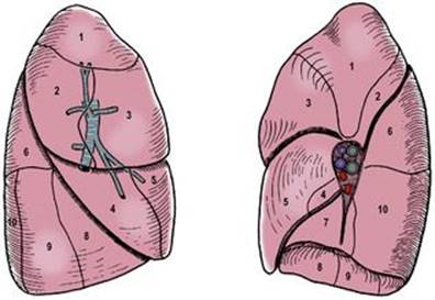 B9780702033957000043/f04-30-9780702033957.jpg is missing