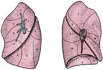 B9780702033957000043/f04-31-9780702033957.jpg is missing