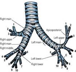 B9780702033957000043/f04-32-9780702033957.jpg is missing