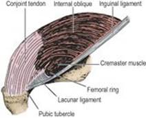 B9780702033957000055/f05-04-9780702033957.jpg is missing