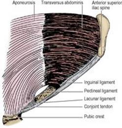 B9780702033957000055/f05-05-9780702033957.jpg is missing