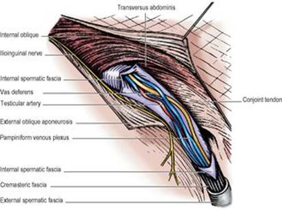 B9780702033957000055/f05-07-9780702033957.jpg is missing