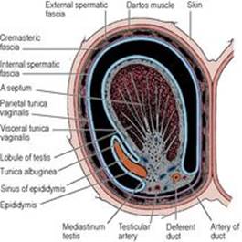 B9780702033957000055/f05-12-9780702033957.jpg is missing