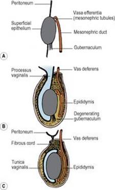 B9780702033957000055/f05-11-9780702033957.jpg is missing